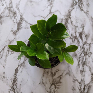 Zamioculcas zamiifolia / Zanzibar gem / ZZ Plant - 130mm