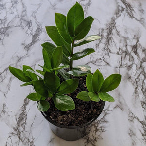 Zamioculcas zamiifolia / Zanzibar gem / ZZ Plant - 130mm