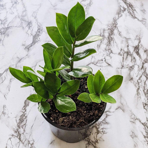 Zamioculcas zamiifolia / Zanzibar gem / ZZ Plant - 130mm