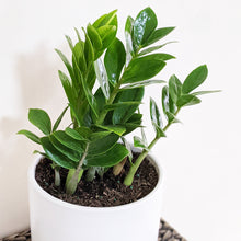 Load image into Gallery viewer, Zamioculcas zamiifolia / Zanzibar gem / ZZ Plant - 180mm Ceramic Pot - Sydney Only
