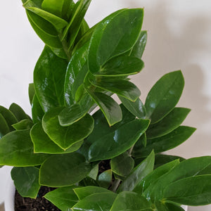 Zamioculcas zamiifolia / Zanzibar gem / ZZ Plant - 180mm Ceramic Pot - Sydney Only
