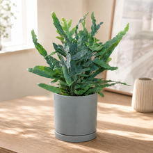 Load image into Gallery viewer, Assorted Indoor Plant in Sea Foam Ceramic Pot (18cmDx18.5cmH) - Sydney Only
