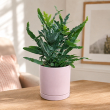 Load image into Gallery viewer, Assorted Indoor Plant in Light Pink Ceramic Pot (18cmDx18.5cmH) - Sydney Only

