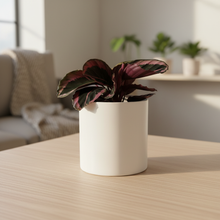 Load image into Gallery viewer, Assorted Indoor Plant in 180mm White Pot - Sydney Only
