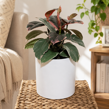 Load image into Gallery viewer, Ficus elastica Ruby (Rubber Tree Plant) - 180mm Ceramic Pot - Sydney Only
