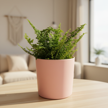 Load image into Gallery viewer, Fern in pink pot on living room table
