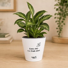 Load image into Gallery viewer, Fresh Start - Cheeky Plant Co. Positive Pot - 11cmD x 11cmH
