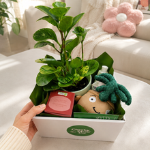Load image into Gallery viewer, Happy Birthday Plant Hamper - Sydney Only
