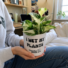 Load image into Gallery viewer, Assorted Indoor Plant in 'I Wet My Plants' Pot (12.5cmDx12cmH) - Sydney Only
