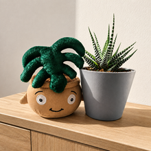 Load image into Gallery viewer, Monstera Plant Plushie &amp; Succulent Gift Box
