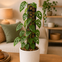 Load image into Gallery viewer, Moss Pole - Medium (40cmH) - Black
