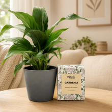 Load image into Gallery viewer, Peace Lily &amp; Candle Gift Box
