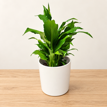 Load image into Gallery viewer, Sympathy Peace Lily - Better than Flowers - Sydney Only
