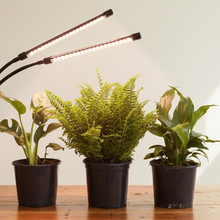 Load image into Gallery viewer, Plants with grow light - spaced composition
