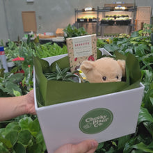 Load and play video in Gallery viewer, Thinking of You - Succulent Hamper / Succulent Gift Box - Sydney Only
