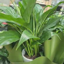Load and play video in Gallery viewer, Spathiphyllum Stephanie Peace Lily - 120mm Ceramic Pot - Sydney Only
