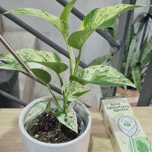 Load and play video in Gallery viewer, Soil Moisture Meter - Cheeky Plant Co.
