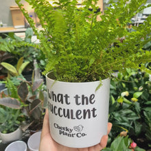 Load and play video in Gallery viewer, Assorted Indoor Plant in &#39;What the Fucculent&#39; Pot (12.5cmDx12cmH) - Sydney Only
