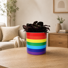 Load image into Gallery viewer, Assorted Potted Plant - CHOOSE YOUR CHEEKY POT - Sydney Only
