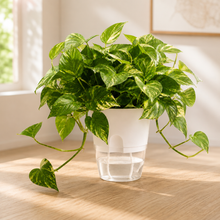 Load image into Gallery viewer, Self Watering Pot (15.3x18.2cmH)
