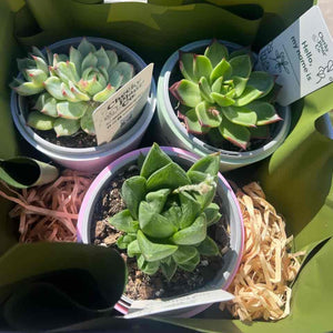 Trio Assorted Succulents in Positive Pots (11cmDx11cmH) - Sydney Only