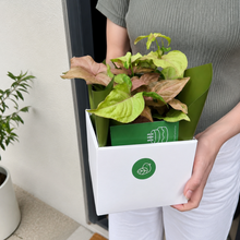 Load image into Gallery viewer, Plant Condolence Gift - Assorted Sympathy Plant - Sydney Only
