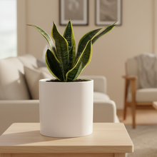 Load image into Gallery viewer, Sansevieria Trifasciata Superba / Mother-In-Law's Tongue - 180mm Ceramic Pot - Sydney Only
