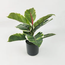 Load image into Gallery viewer, Faux Plant - Variegated Ficus 30cm
