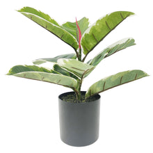Load image into Gallery viewer, Faux Plant - Variegated Ficus 30cm
